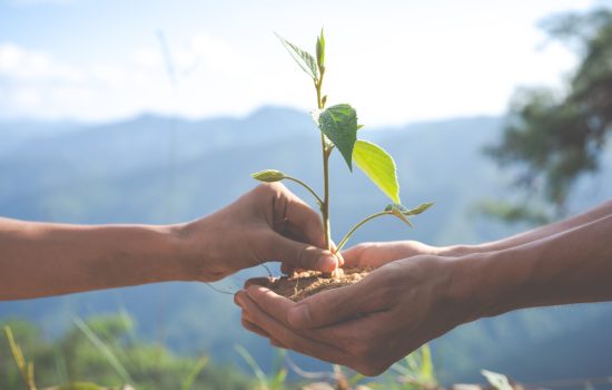 Concept of environmental conservation in the garden for children. Concept of environmental conservation in the garden for children.